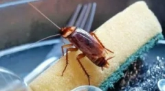 Boj proti tepelné metódy švábov